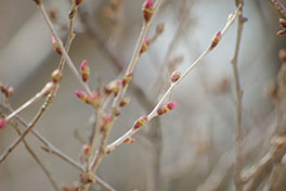 徳川園に咲く　子福桜3月上旬蕾