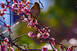 徳川園に咲く　枝垂れ梅3月上旬頃見頃