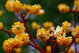 徳川園に咲く　大輪ミツマタ3月上旬見頃へ