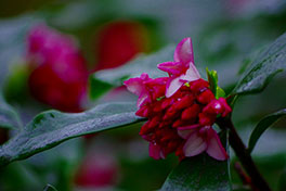 徳川園に咲く　沈丁花3月上旬咲き始め