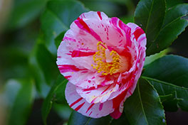 徳川園に咲く　椿 絵日傘