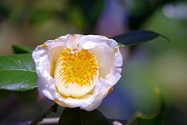 徳川園に咲く　椿 秋風楽