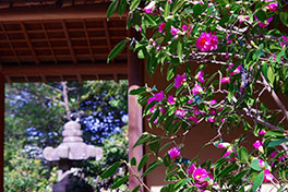 徳川園に咲く　椿 淡侘助