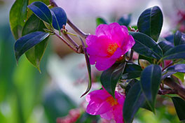 徳川園に咲く　椿 有楽