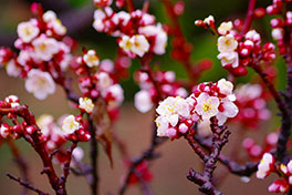 徳川園に咲く　梅園 豊後鶯宿3月上旬開花