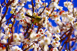 徳川園に咲く　白加賀3月上旬【散り果て】