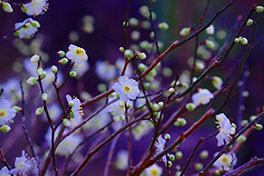 徳川園に咲く　白梅「青軸」3月上旬【散り果て】