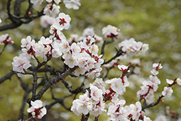 徳川園に咲く　豊後鶯宿3月上旬