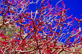 徳川園に咲く　淋子梅 3月上旬咲き始め
