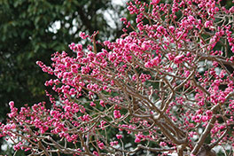 徳川園に咲く　淋子梅3月上旬咲き始め