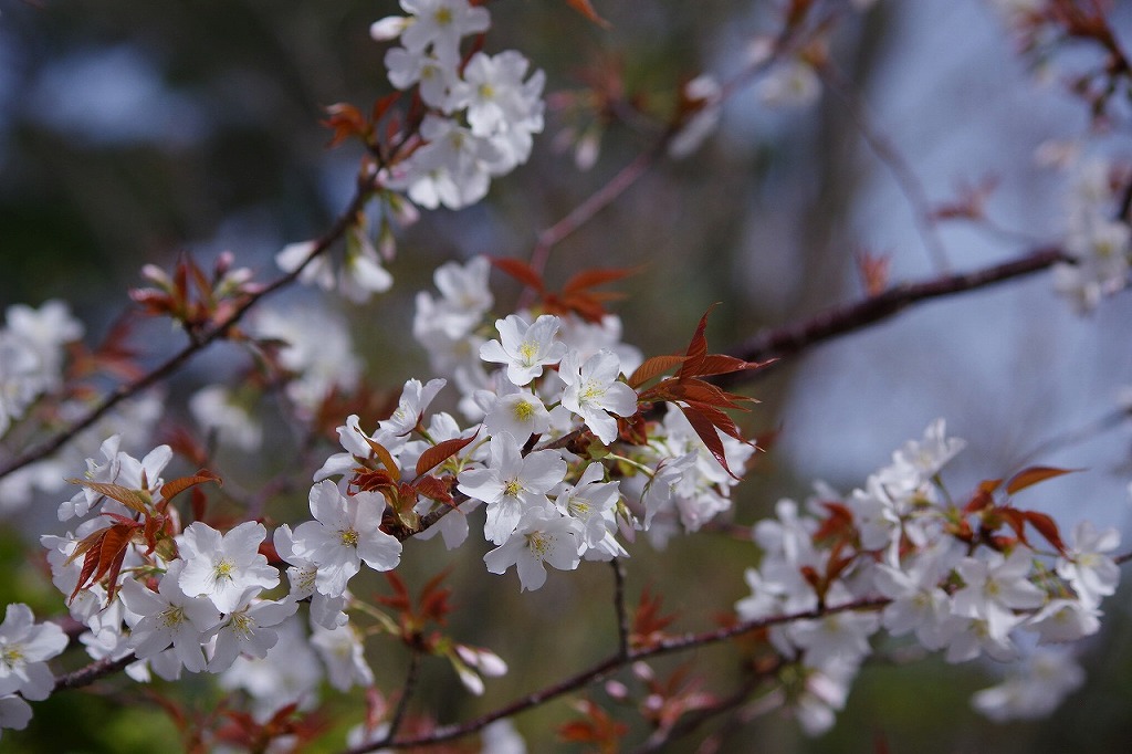 ヤマザクラ4月上旬咲き始め