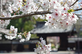 徳川園に咲く　ソメイヨシノ