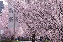徳川園に咲く　トウカイザクラは3月26日現在散り始め