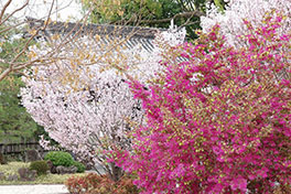 徳川園に咲く　ベニバナトキワマンサク 3月下旬開花