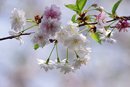 徳川園に咲く　子福桜3月下旬