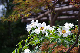 徳川園に咲く　雪笹 4月上旬～中旬開花予想