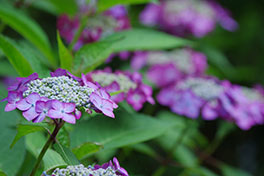 徳川園に咲く　紫陽花