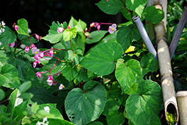 徳川園に咲く　シュウカイドウ