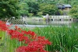 徳川園に咲く　ヒガンバナ