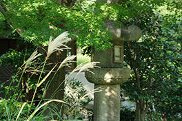 徳川園に咲く　タカノハススキ