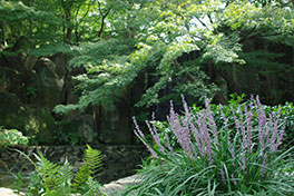徳川園に咲く　ヤブラン