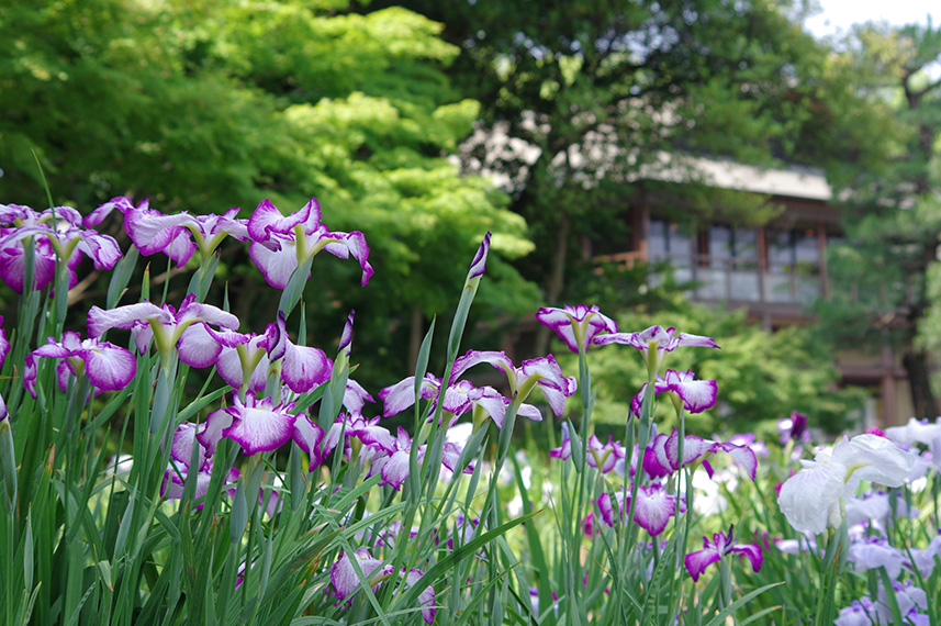 菖蒲田 散策案内 徳川園